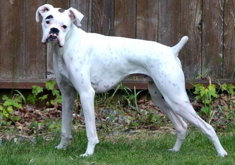 albino boxer dog