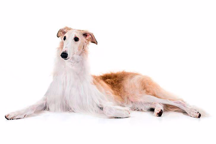 borzoi-ruso-tumbado