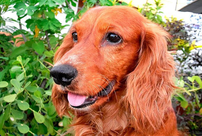 Différences entre Cocker Spaniel anglais et Cocker américain
