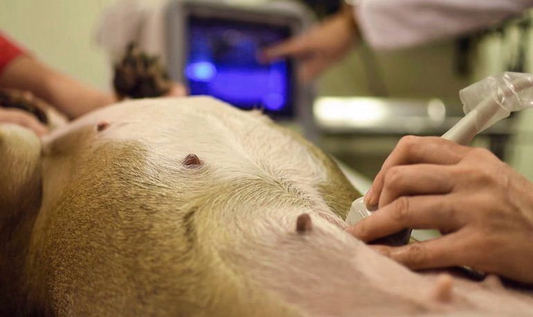 ecografia-a-un-perro-con-displasia-renal