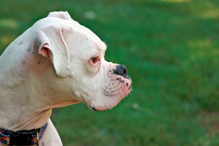 albino boxer dog