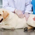 perro con displasia renal en el veterinario