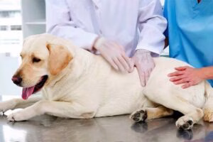 perro con displasia renal en el veterinario