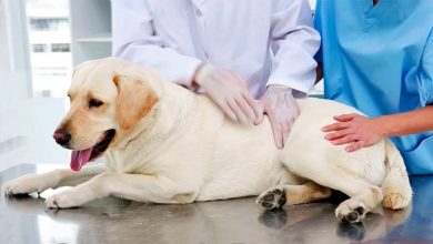 perro con displasia renal en el veterinario