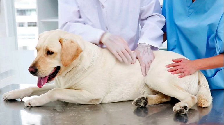 perro con displasia renal en el veterinario