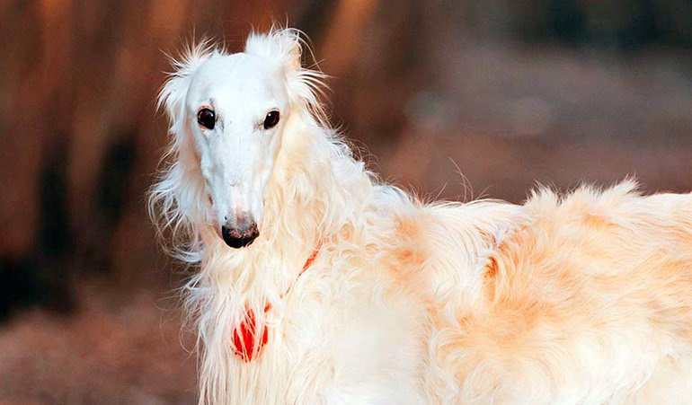 perro-galgo-ruso
