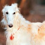 perro galgo ruso