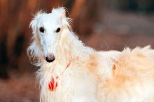 perro galgo ruso