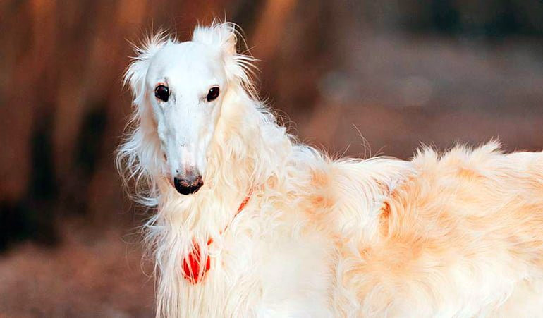 perro galgo ruso