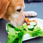 perro oliendo verduras
