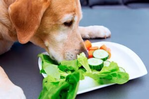 perro oliendo verduras