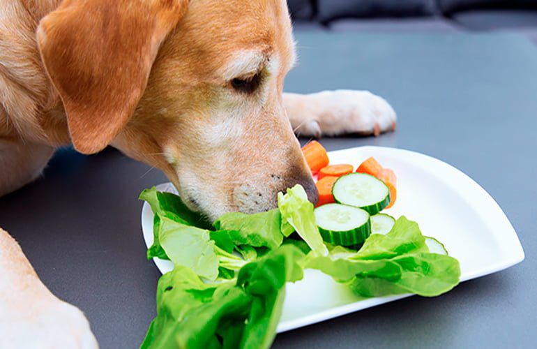 perro oliendo verduras