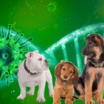 Coronavirus con perros