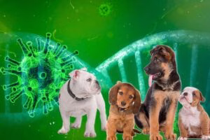 Coronavirus con perros