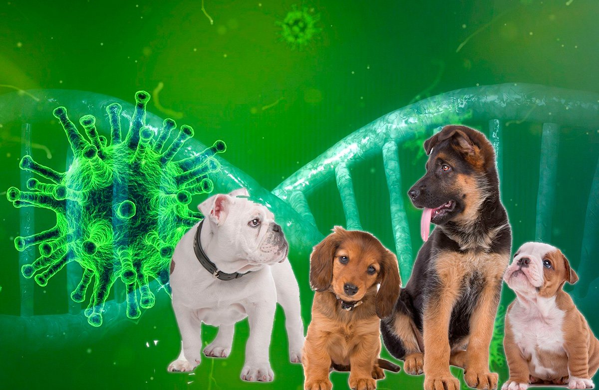 Coronavirus con perros