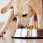 Perro comiendo su alimento muy rapido