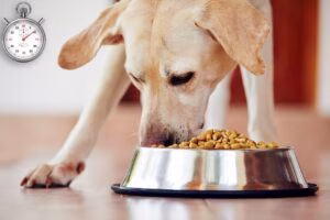 Perro comiendo su alimento muy rapido
