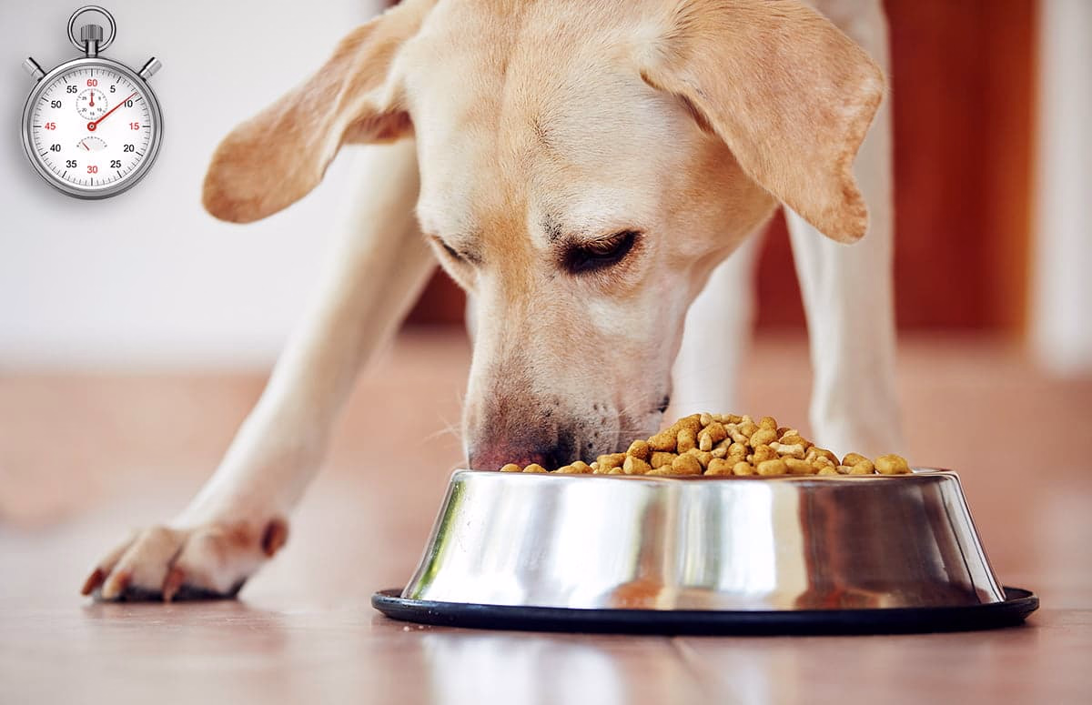 Perro comiendo su alimento muy rapido