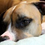 Perro de raza Pitbull descansando