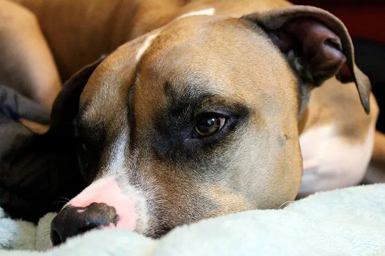 Perro de raza Pitbull descansando