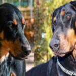 beauceron vs dóberman