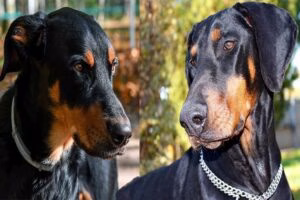 beauceron vs dóberman