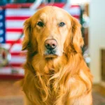 golden retriever prestando atención