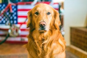 golden retriever prestando atención