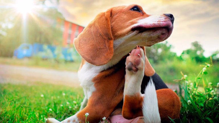 perro-con-alergia-en-el-hocico