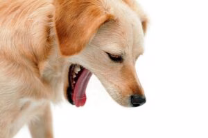 perro con arcada por reflujo