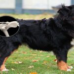 perro con displasia de cadera