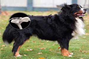 perro con displasia de cadera