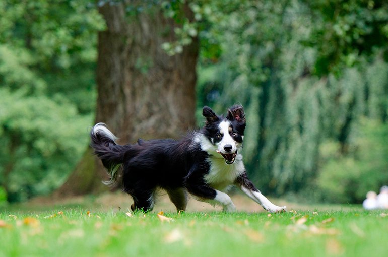 perro-corriendo-en-el-jardín