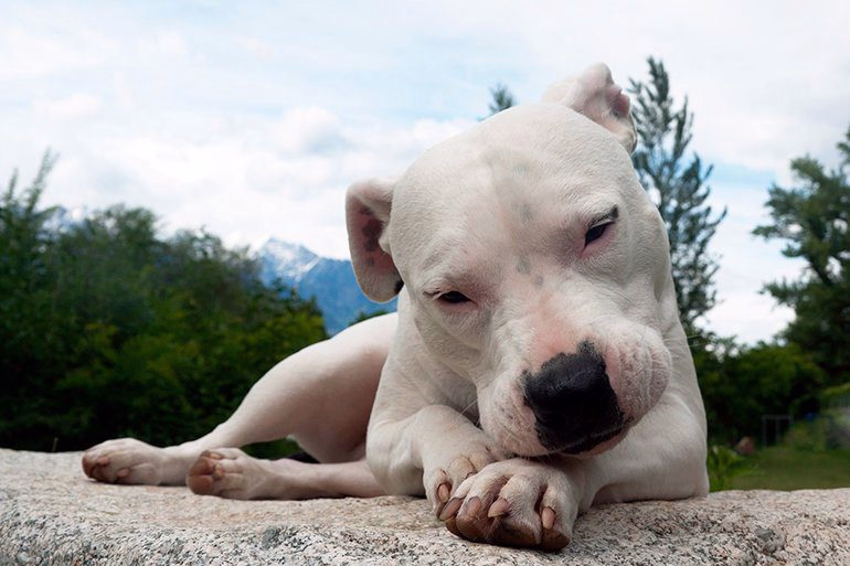perro-de-raza-dogo-argentino