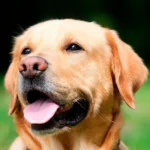 perro de raza labrador