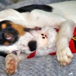 perro mordisqueando un peluche