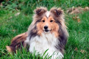 perro pastor pura raza