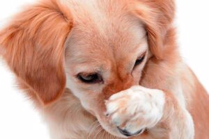 perro rascandose la nariz