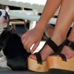 perro sentado junto a los pies de su humana