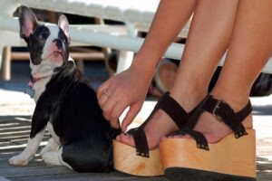 perro sentado junto a los pies de su humana