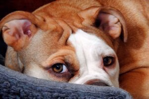 perro tumbado en su cama