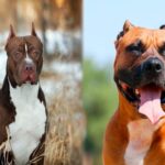 staffordshire vs pitbull