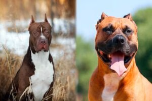 staffordshire vs pitbull