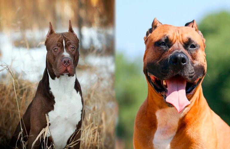 staffordshire vs pitbull