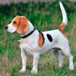 Beagle Harrier