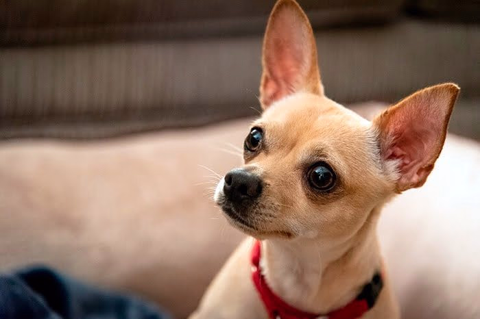 Chihuahua-cabeza-de-ciervo