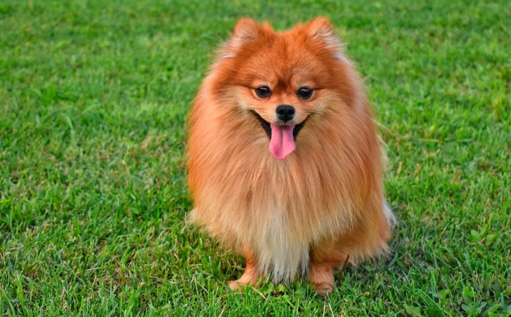 Raza Pomerania - Características, temperamento y cuidados