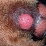 QUERION DERMATOFITICO junto a la trufa de un perro