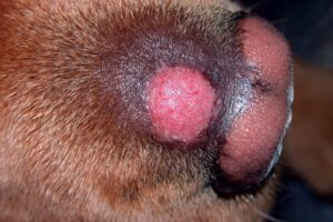 QUERION DERMATOFITICO junto a la trufa de un perro