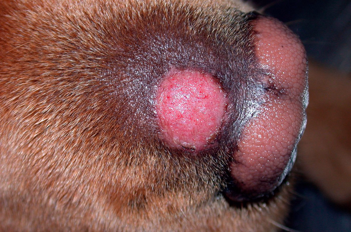 QUERION DERMATOFITICO junto a la trufa de un perro